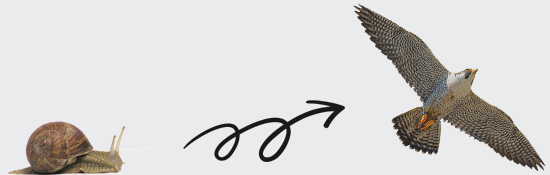 Dragging Snail to a Speeding Falcon Dragging Snail to a Speeding Falcon
